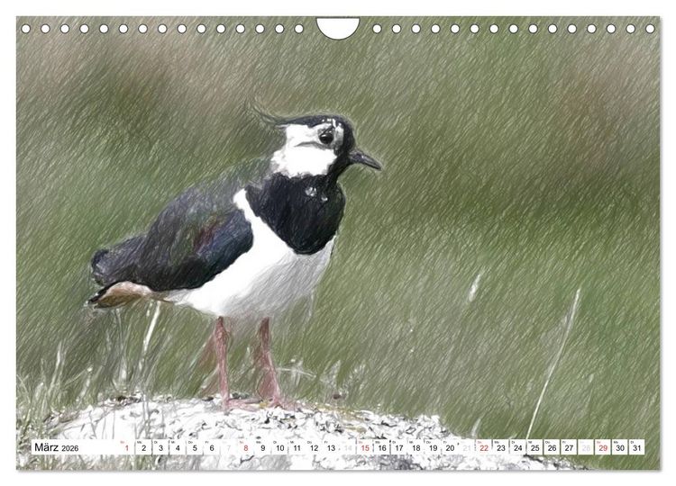 Produktbild: Schottlands Vogelwelt - Ein Portr&auml;t in Zeichnungen (Wandkalender 2026 DIN A4 quer), CALVENDO Monatskalender