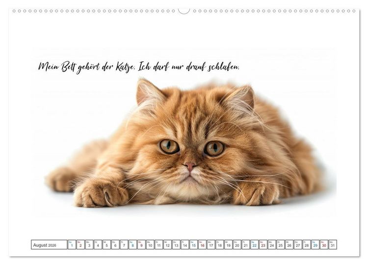 Produktbild: Katzenpower (Wandkalender 2026 DIN A2 quer), CALVENDO Monatskalender
