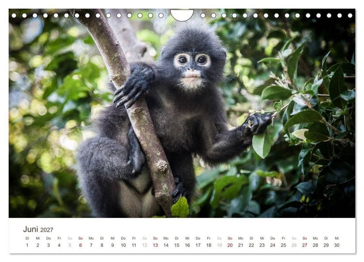Produktbild: S&Uuml;DOSTASIEN (Wandkalender 2027 DIN A4 quer), CALVENDO Monatskalender