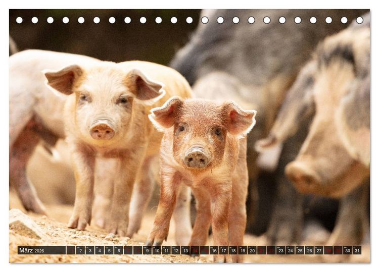 Produktbild: Korsika - s&uuml;&szlig;e, wilde Schweinchen (Tischkalender 2026 DIN A5 quer), CALVENDO Monatskalender