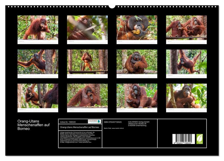 Produktbild: Orang-Utans Menschenaffen auf Borneo (hochwertiger Premium Wandkalender 2026 DIN A2 quer), Kunstdruck in Hochglanz