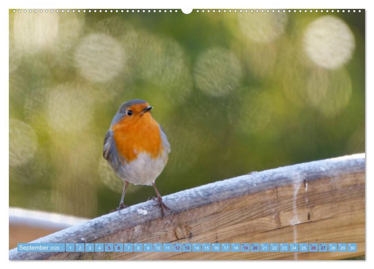 Produktbild: Rotkehlchen - Fotografiert von Ostfriesenfotografie (hochwertiger Premium Wandkalender 2026 DIN A2 quer), Kunstdruck in Hochglanz