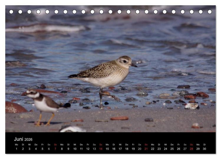 Produktbild: Limikolen Watv&ouml;gel auf dem Zug (Tischkalender 2026 DIN A5 quer), CALVENDO Monatskalender