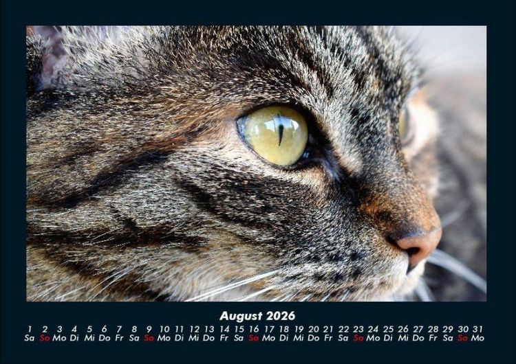 Produktbild: F&uuml;r Katzenfreunde 2026 Fotokalender DIN A4
