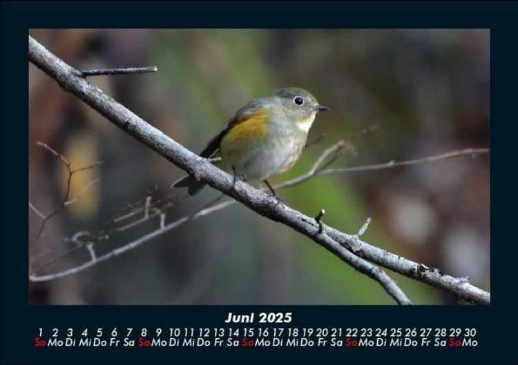 Produktbild: Welt der Tiere 2025 Fotokalender DIN A5