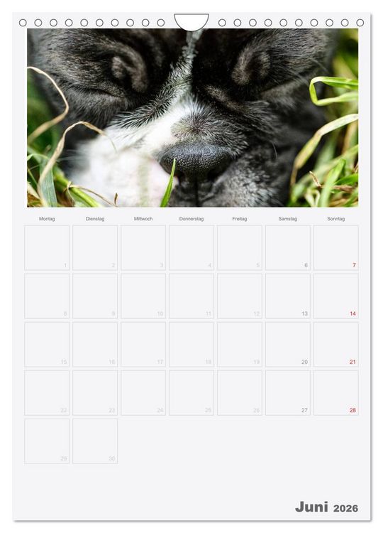Produktbild: Boston Terrier der Hund 2026 (Wandkalender 2026 DIN A4 hoch), CALVENDO Monatskalender