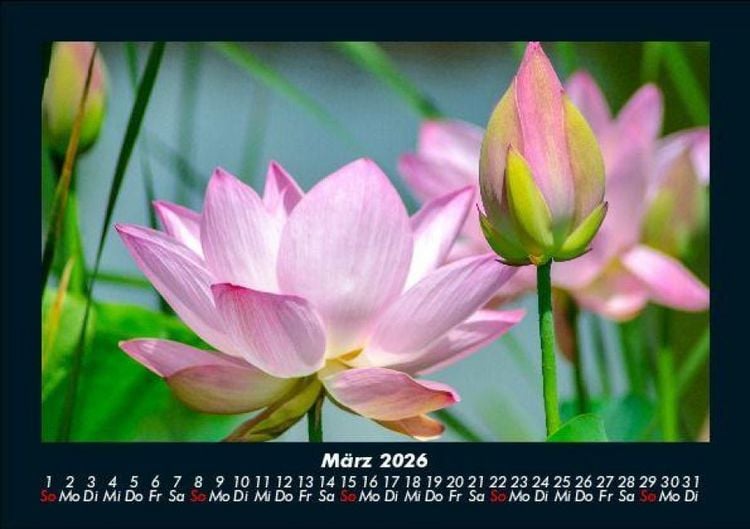 Produktbild: Pflanzen und Bl&uuml;ten 2026 Fotokalender DIN A5