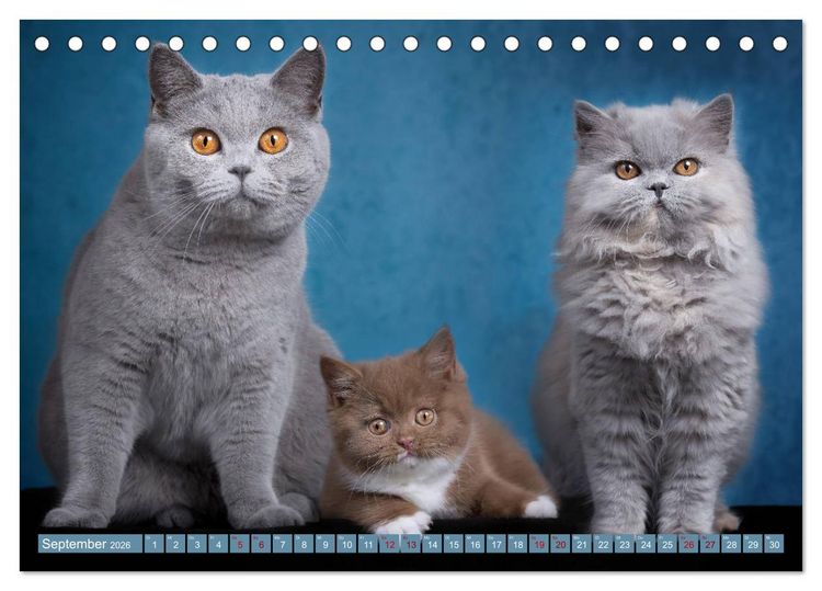 Produktbild: Kittens - Britisch Kurzhaar Katzenkinder (Tischkalender 2026 DIN A5 quer), CALVENDO Monatskalender