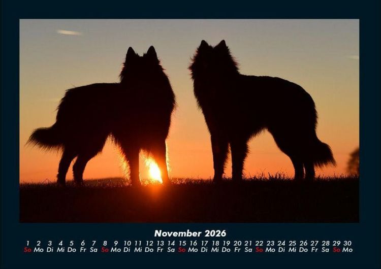 Produktbild: Der Hundekalender 2026 Fotokalender DIN A4