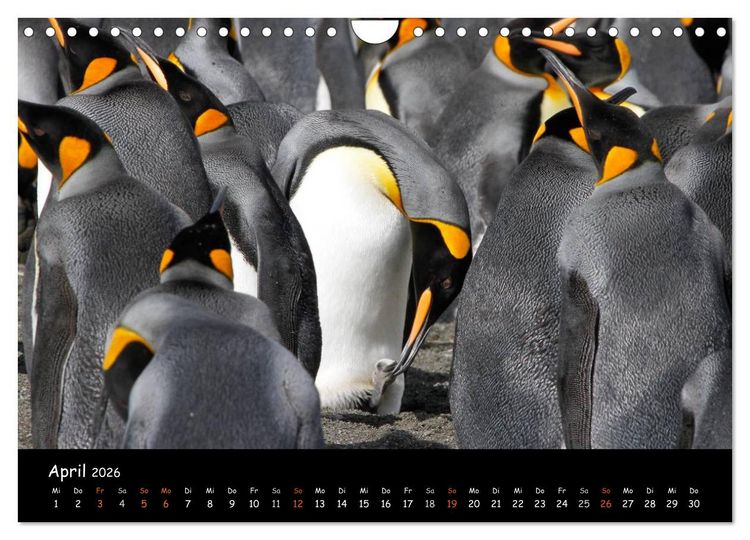Produktbild: Pinguine aus aller Welt (Wandkalender 2026 DIN A4 quer), CALVENDO Monatskalender