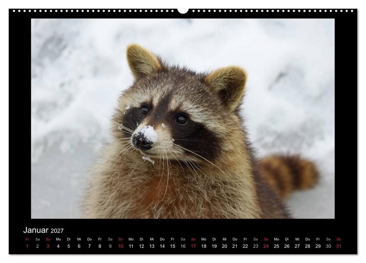 Produktbild: Waschb&auml;ren (hochwertiger Premium Wandkalender 2027 DIN A2 quer), Kunstdruck in Hochglanz