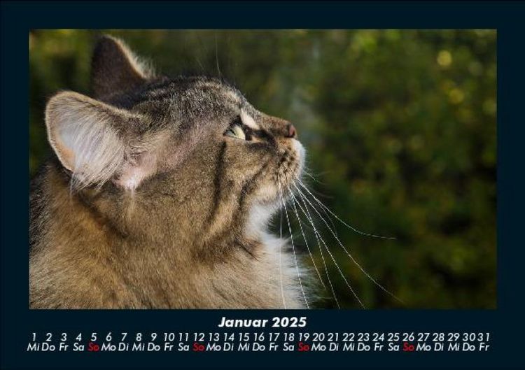 Produktbild: F&uuml;r Katzenfreunde 2025 Fotokalender DIN A5