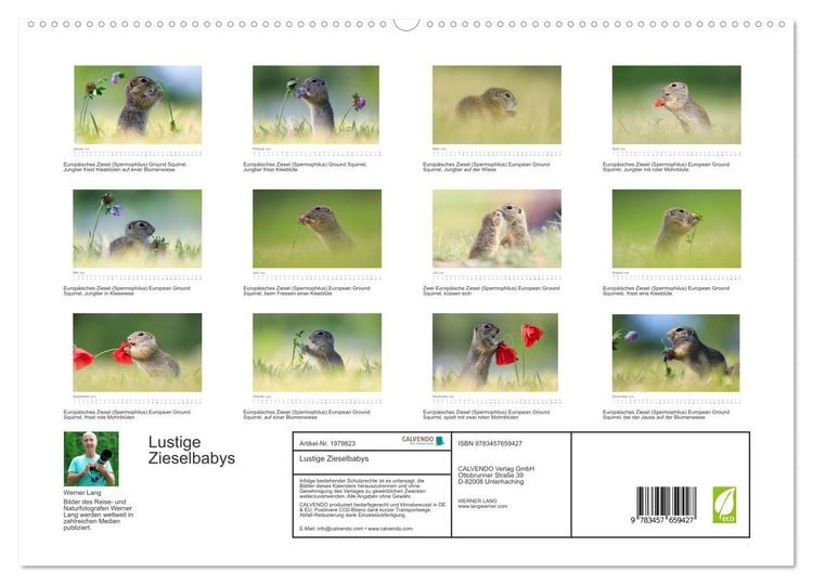 Produktbild: Lustige Zieselbabys (hochwertiger Premium Wandkalender 2026 DIN A2 quer), Kunstdruck in Hochglanz