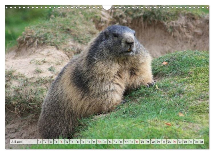 Produktbild: Wildtiere. Heimische Sch&ouml;nheiten (Wandkalender 2026 DIN A3 quer), CALVENDO Monatskalender