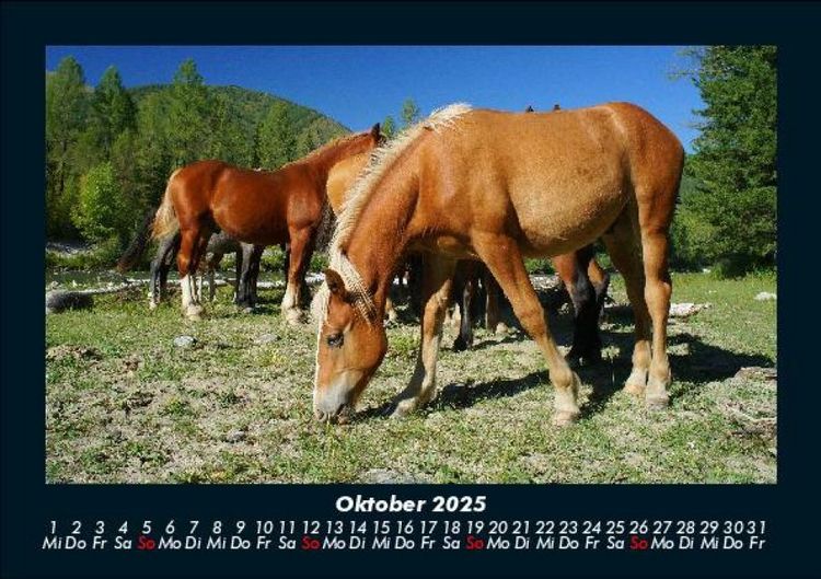 Produktbild: Pferdegefl&uuml;ster 2025 Fotokalender DIN A5