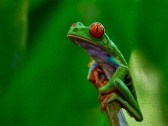 Produktbild: CALVENDO Puzzle Costa Rica - Rotaugenlaubfrosch | 2000 Teile Lege-Gr&ouml;&szlig;e 90x67cm Foto-Puzzle f&uuml;r gl&uuml;ckliche Stunden