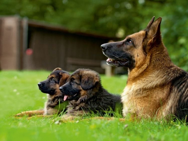 Produktbild: Deutscher Sch&auml;ferhund (Puzzle)