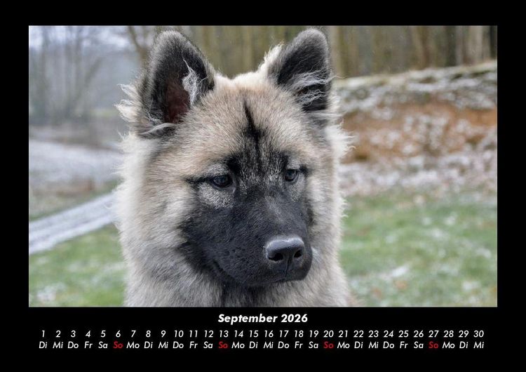 Produktbild: Hundezauber 2026 Fotokalender DIN A3
