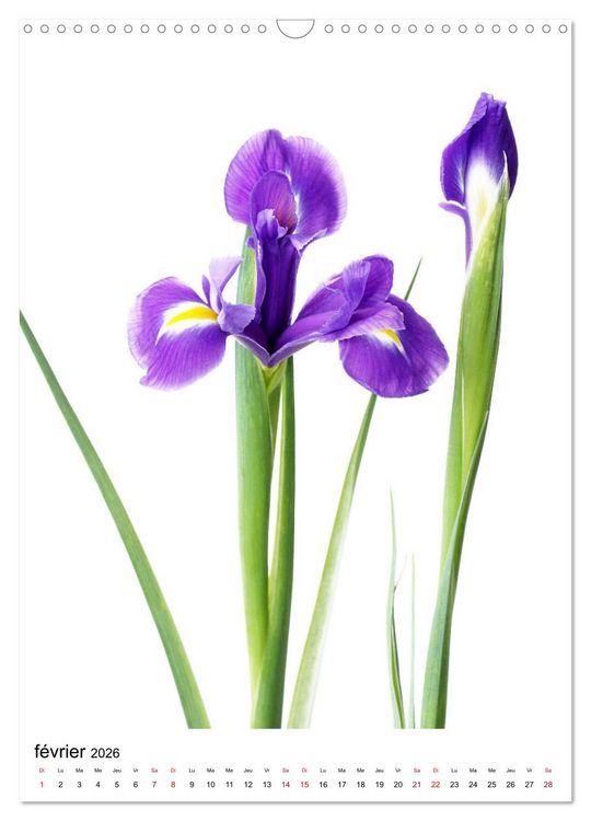 Produktbild: Fleurs &eacute;l&eacute;gantes (Calendrier mural 2026 DIN A3 horizontal), CALVENDO calendrier mensuel