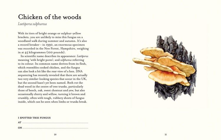 Produktbild: The Fungi Spotter's Guide