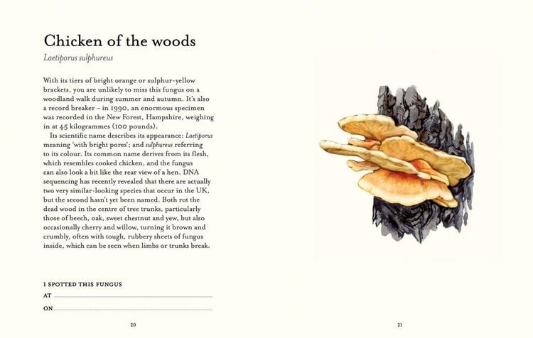 Produktbild: The Fungi Spotter's Guide