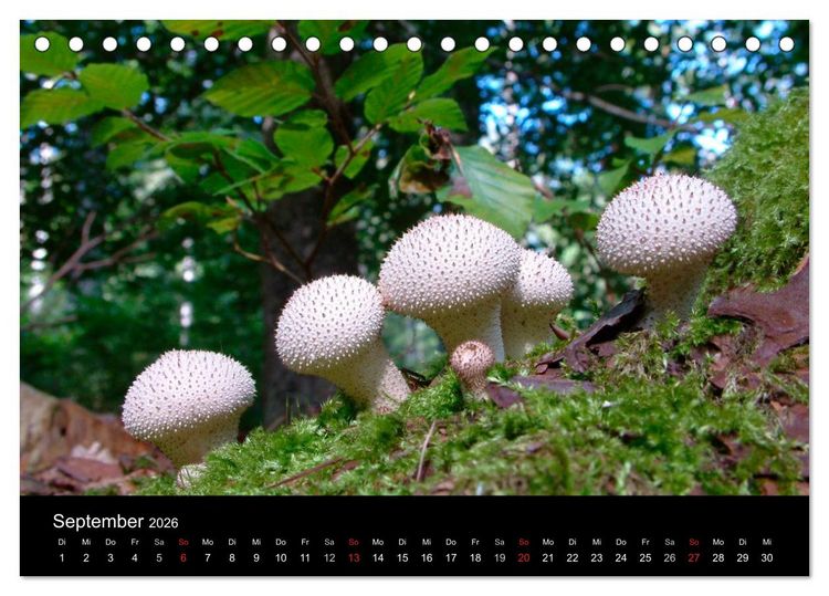 Produktbild: Pilze (Tischkalender 2026 DIN A5 quer), CALVENDO Monatskalender