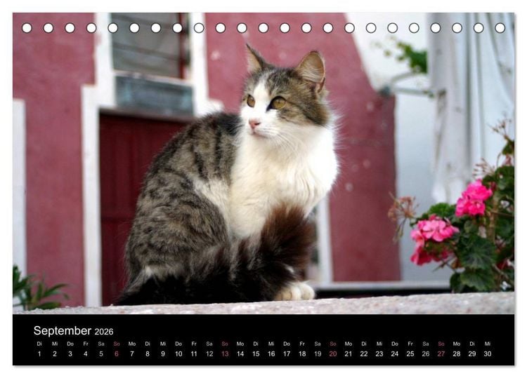 Produktbild: Katzensprung (Tischkalender 2026 DIN A5 quer), CALVENDO Monatskalender