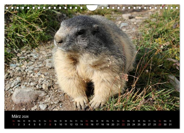 Produktbild: Murmeltiere (Wandkalender 2026 DIN A4 quer), CALVENDO Monatskalender