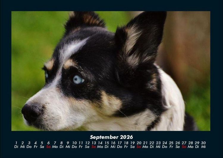 Produktbild: Welpen 2026 Fotokalender DIN A4