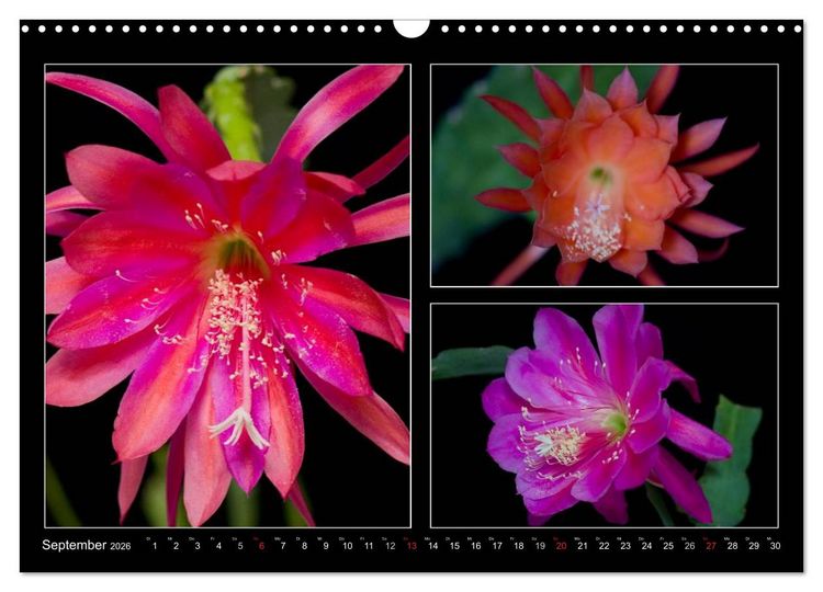 Produktbild: Epiphyllum-Hybriden (Wandkalender 2026 DIN A3 quer), CALVENDO Monatskalender