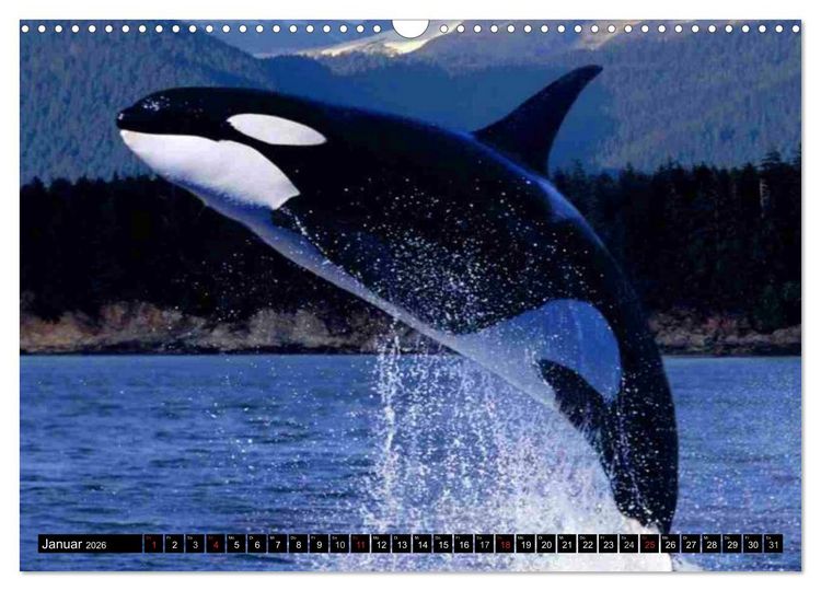 Produktbild: Delfine und Wale (Wandkalender 2026 DIN A3 quer), CALVENDO Monatskalender
