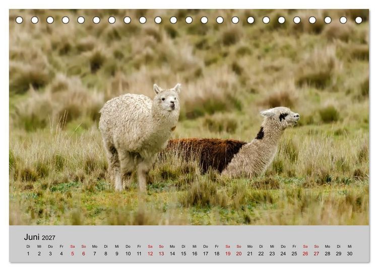 Produktbild: Unter Lamas und Alpakas (Tischkalender 2027 DIN A5 quer), CALVENDO Monatskalender