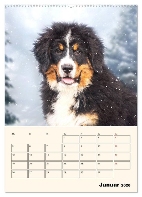 Produktbild: Traumhaft sch&ouml;n - Der Berner Sennenhund (Wandkalender 2026 DIN A2 hoch), CALVENDO Monatskalender