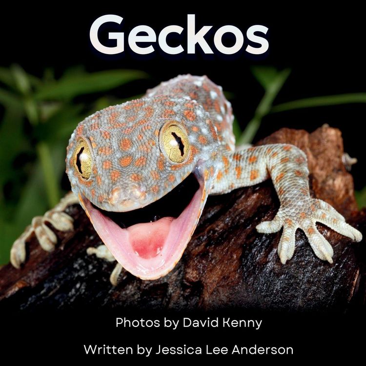 Produktbild: Geckos