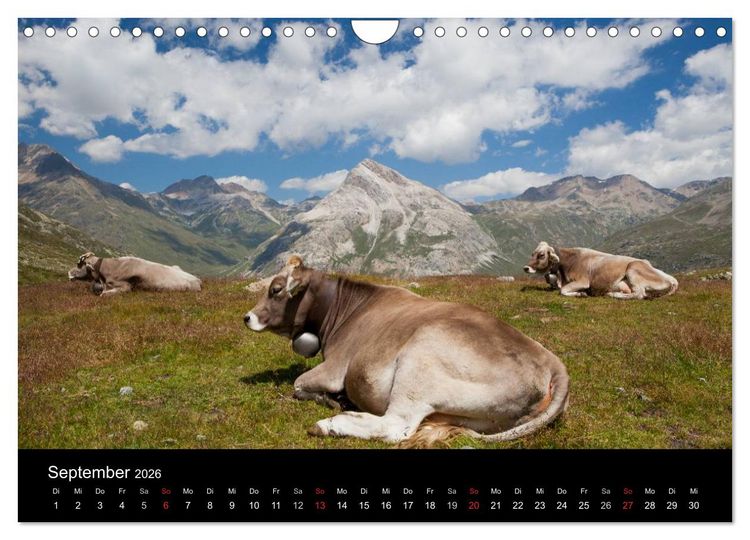 Produktbild: Tierkalender 2026 (Wandkalender 2026 DIN A4 quer), CALVENDO Monatskalender