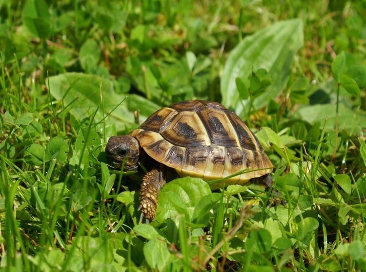 Produktbild: Griechisches Landschildkr&ouml;ten Baby (Puzzle)
