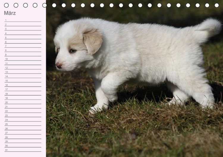 Produktbild: Border Collie-Welpen Geburtstagskalender (Tischkalender immerw&auml;hrend DIN A5 quer)