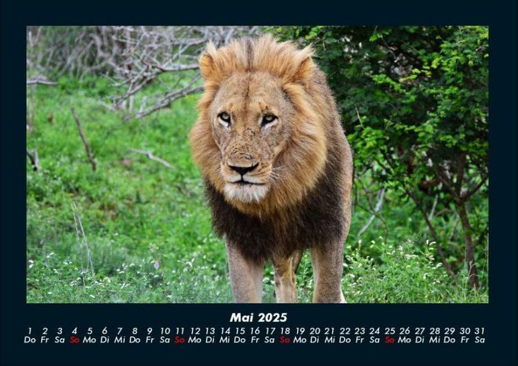 Produktbild: L&ouml;wen in der Wildnis 2025 Fotokalender DIN A4