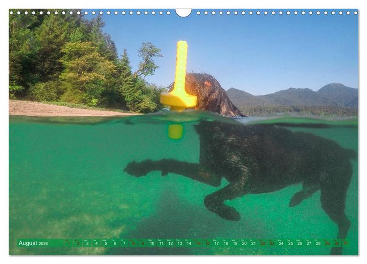 Produktbild: Pointer Power (Wall Calendar 2026 DIN A3 landscape), CALVENDO 12 Month Wall Calendar