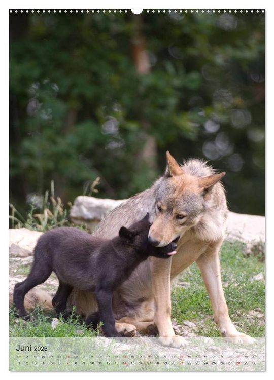 Produktbild: Emotionale Momente: Der Wolf. (hochwertiger Premium Wandkalender 2026 DIN A2 hoch), Kunstdruck in Hochglanz