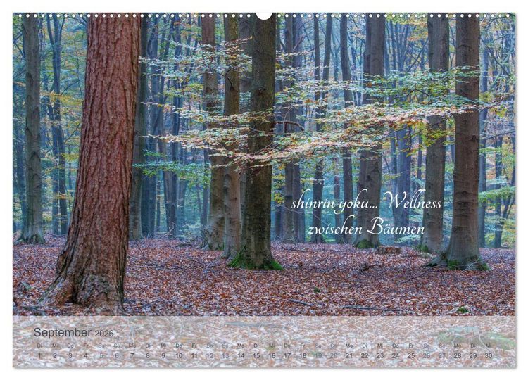 Produktbild: Shinrin yoku - Waldbaden 2026 (Wandkalender 2026 DIN A2 quer), CALVENDO Monatskalender