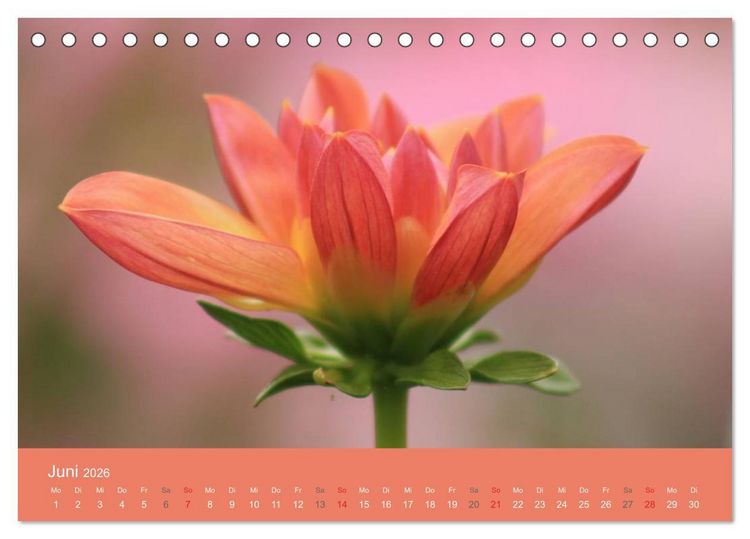 Produktbild: Dahlien (Tischkalender 2026 DIN A5 quer), CALVENDO Monatskalender