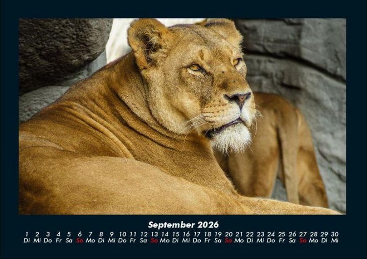 Produktbild: L&ouml;wen in der Wildnis 2026 Fotokalender DIN A4