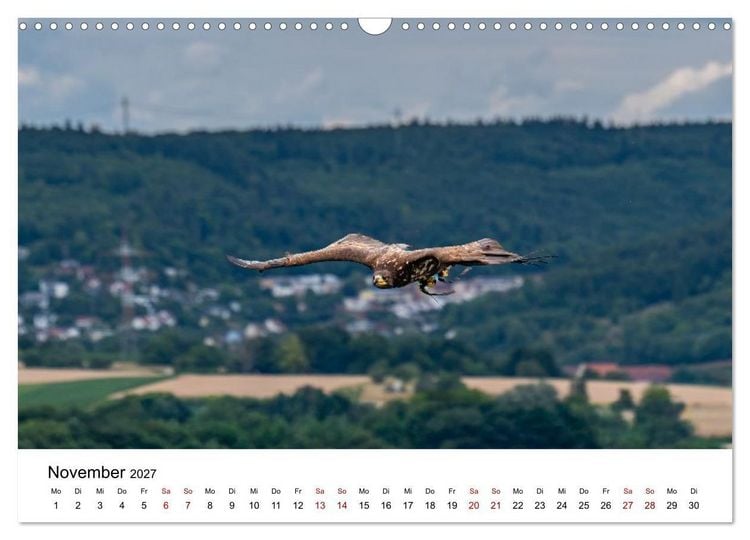 Produktbild: Greifv&ouml;gel in Aktion - Dynamische Flugbilder und Portr&auml;ts (Wandkalender 2027 DIN A3 quer), CALVENDO Monatskalender
