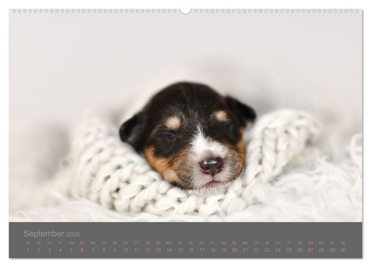 Produktbild: Collie Welpen einfach zuckers&uuml;&szlig; (hochwertiger Premium Wandkalender 2026 DIN A2 quer), Kunstdruck in Hochglanz