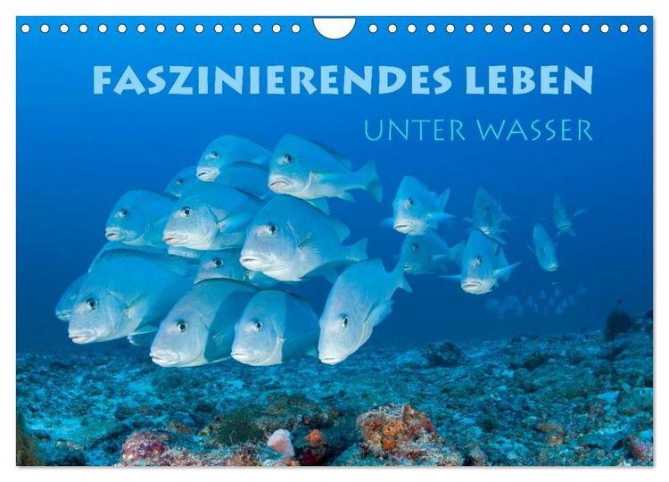 Produktbild: Faszinierendes Leben unter Wasser (Wandkalender 2027 DIN A4 quer), CALVENDO Monatskalender