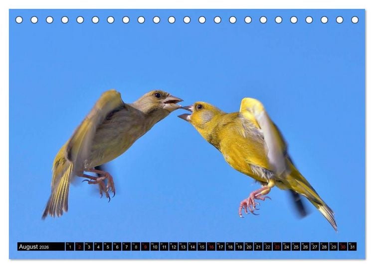 Produktbild: Die Sch&ouml;nheit der Gartenv&ouml;gel im Flug (Tischkalender 2026 DIN A5 quer), CALVENDO Monatskalender