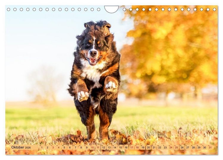 Produktbild: Berner Sennenhunde - Mit jedem Blick ein St&uuml;ck Geborgenheit (Wandkalender 2026 DIN A4 quer), CALVENDO Monatskalender