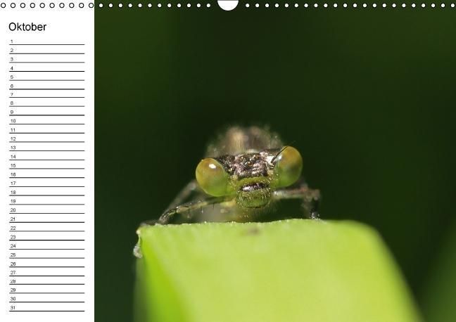 Produktbild: Libellen Geburtstagskalender (Wandkalender immerw&auml;hrend DIN A3 quer)