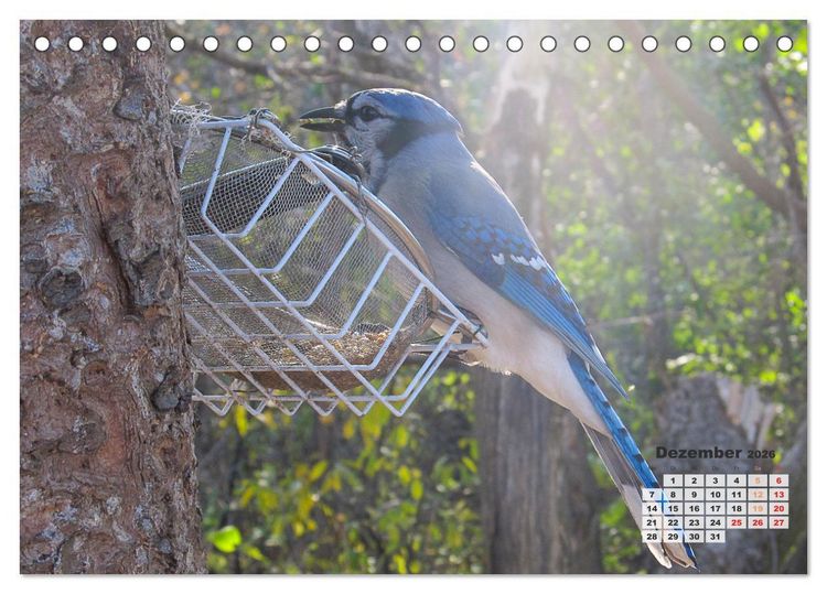 Produktbild: Kanadas charmante Kleintiere - Bezaubernde Einblicke in die Natur (Tischkalender 2026 DIN A5 quer), CALVENDO Monatskalender